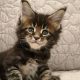 Marcellus Maine Coon kiscica