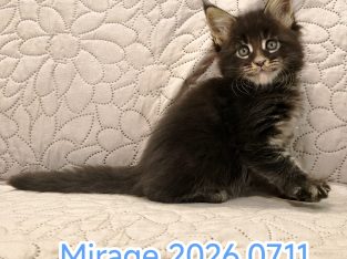 Mirage Maine Coon kiscica