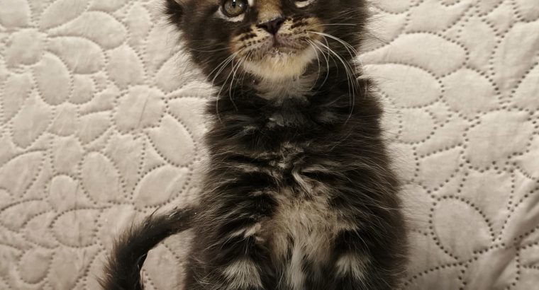 Montgomery Maine Coon kiscica