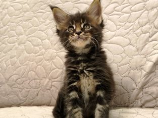 Montgomery Maine Coon kiscica