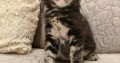 Marcellus Maine Coon kiscica
