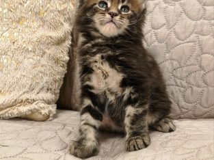 Marcellus Maine Coon kiscica