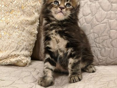 Marcellus Maine Coon kiscica