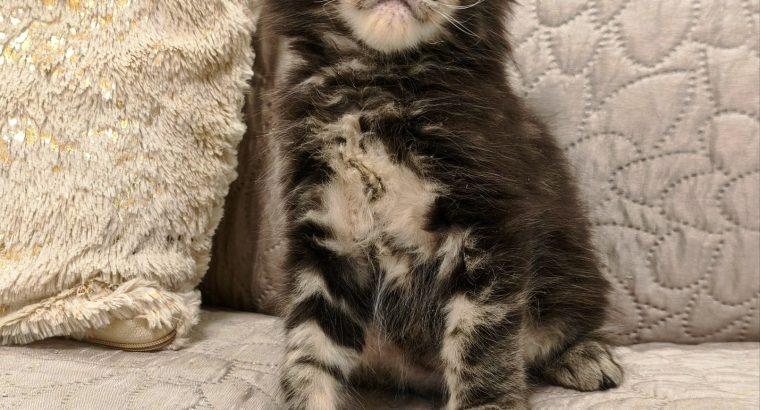 Marcellus Maine Coon kiscica