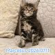 Marcellus Maine Coon kiscica