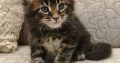Marcellus Maine Coon kiscica