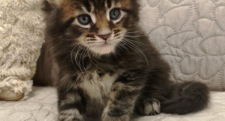Marcellus Maine Coon kiscica