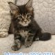 Marcellus Maine Coon kiscica