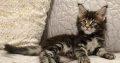 Marcellus Maine Coon kiscica