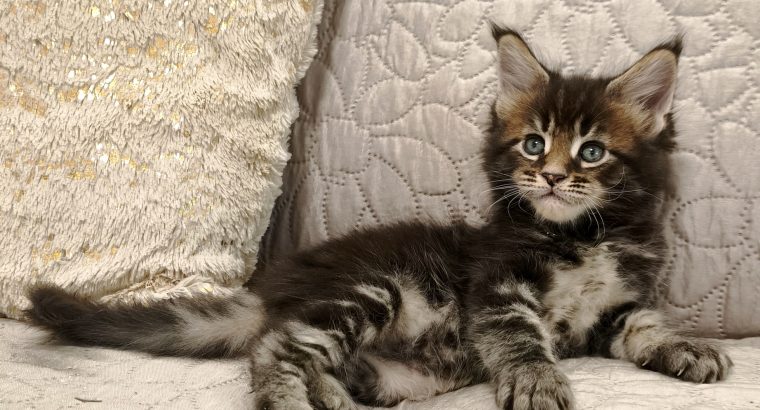 Marcellus Maine Coon kiscica