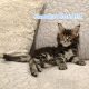 Marcellus Maine Coon kiscica