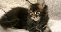 Montblanc Maine Coon nőstény kiscic