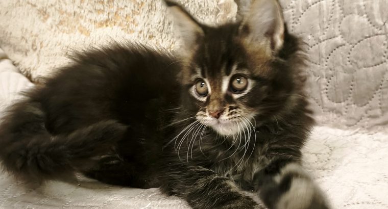 Montblanc Maine Coon nőstény kiscic