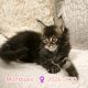 Montblanc Maine Coon nőstény kiscic