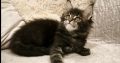 Montblanc Maine Coon nőstény kiscic