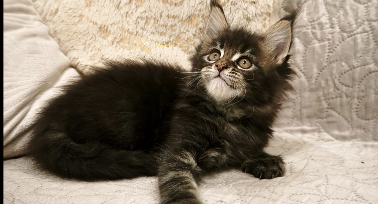 Montblanc Maine Coon nőstény kiscic