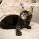 Montblanc Maine Coon nőstény kiscic