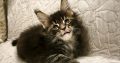 Margareth Maine Coon nőstény kiscic