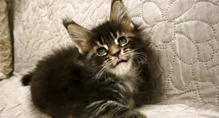 Margareth Maine Coon nőstény kiscic
