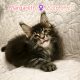 Margareth Maine Coon nőstény kiscic