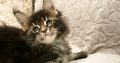 Margareth Maine Coon nőstény kiscic