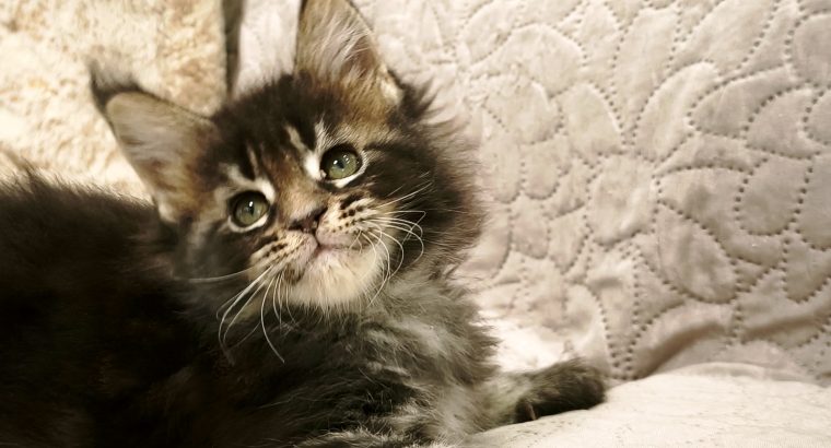 Margareth Maine Coon nőstény kiscic