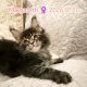 Margareth Maine Coon nőstény kiscic