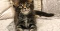 Maine Coon kandúr kiscica