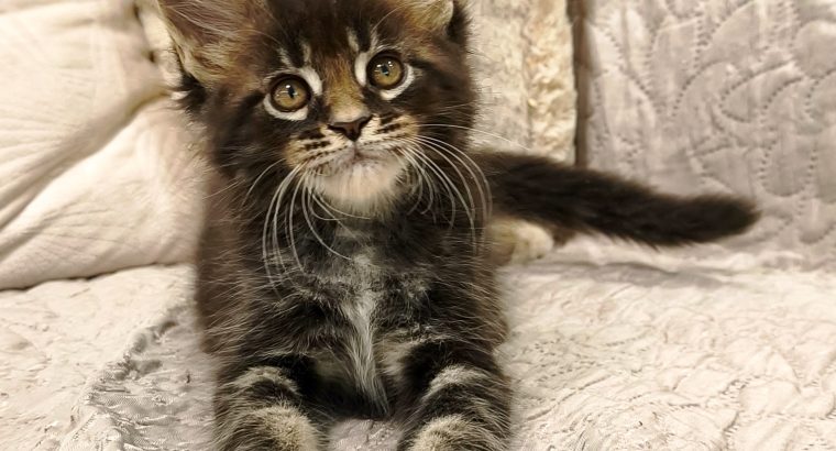 Maine Coon kandúr kiscica