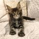 Maine Coon kandúr kiscica