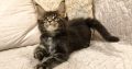 Maine Coon kandúr kiscica