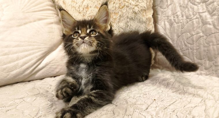 Maine Coon kandúr kiscica