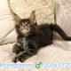 Maine Coon kandúr kiscica