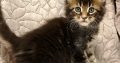 Marcellus Maine Coon kandúr kiscica