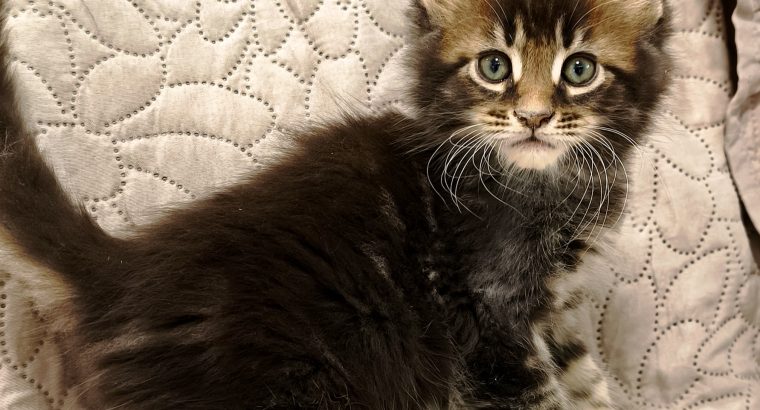 Marcellus Maine Coon kandúr kiscica