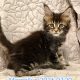 Marcellus Maine Coon kandúr kiscica
