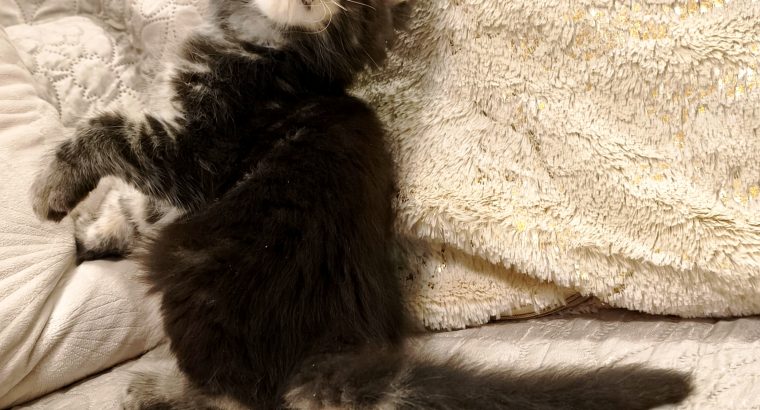 Marcellus Maine Coon kandúr kiscica