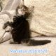 Marcellus Maine Coon kandúr kiscica