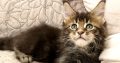 Marcellus Maine Coon kandúr kiscica