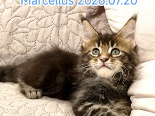 Marcellus Maine Coon kandúr kiscica