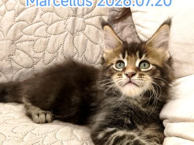 Marcellus Maine Coon kandúr kiscica