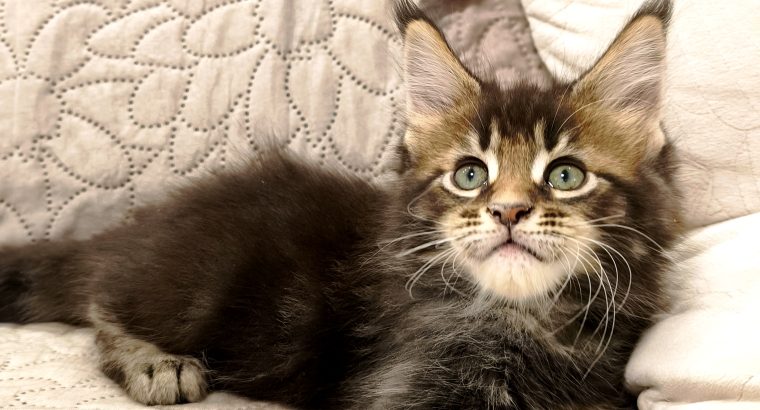 Marcellus Maine Coon kandúr kiscica