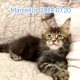 Marcellus Maine Coon kandúr kiscica