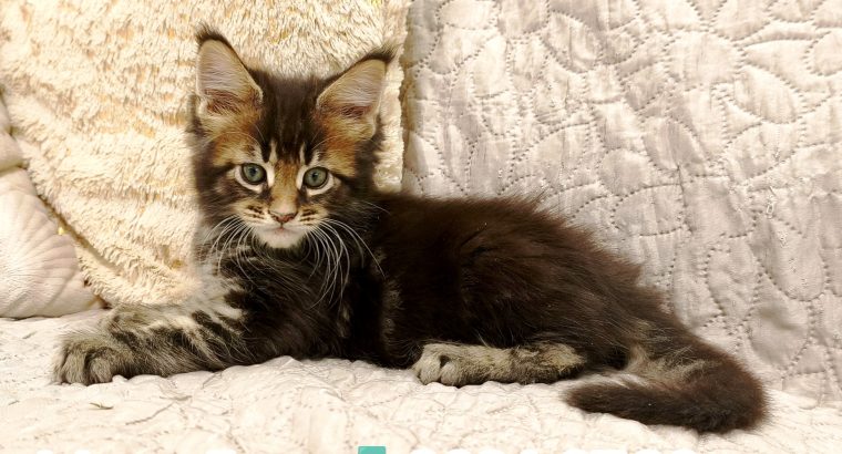 Marcellus Maine Coon kandúr kiscica