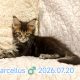 Marcellus Maine Coon kandúr kiscica