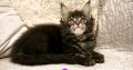 Montblanc Maine Coon nőstény kiscic