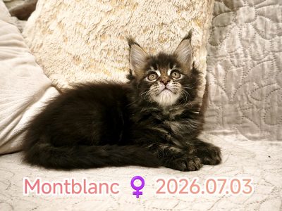 Montblanc Maine Coon nőstény kiscic