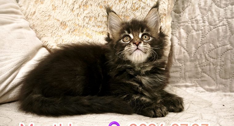 Montblanc Maine Coon nőstény kiscic