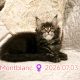 Montblanc Maine Coon nőstény kiscic