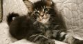Margareth Maine Coon nőstény kiscic